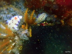 Hypselodoris capensis