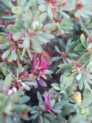 Cliffortia complanata