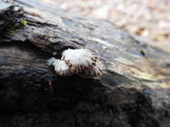 Schizophyllum commune