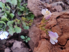Mazus miquelii