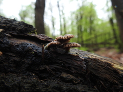 Schizophyllum commune