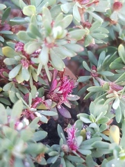 Cliffortia complanata