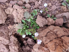 Mazus miquelii