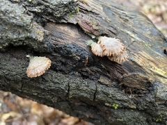 Schizophyllum commune