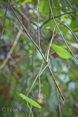 Phryganistria