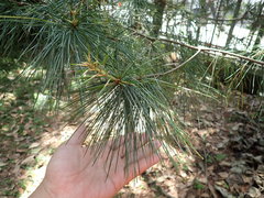 Pinus armandi mastersiana