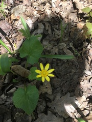 Ficaria verna