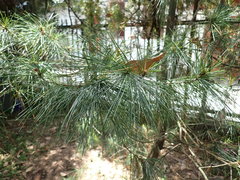 Pinus armandi mastersiana