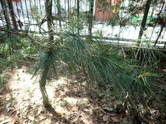 Pinus armandi mastersiana