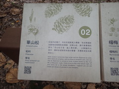 Pinus armandi mastersiana