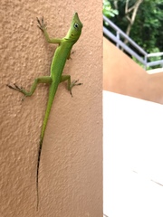 Anolis evermanni