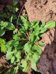 Trigonotis peduncularis