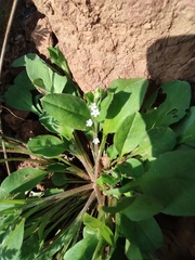 Trigonotis peduncularis