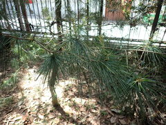 Pinus armandi mastersiana