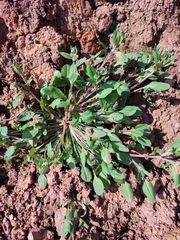 Trigonotis peduncularis