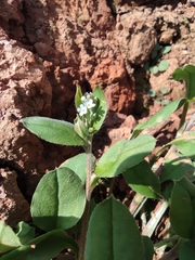 Trigonotis peduncularis