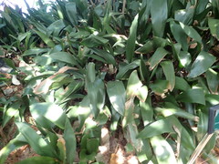 Proiphys amboinensis