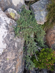 Cliffortia complanata