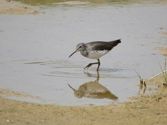 Tringa ochropus
