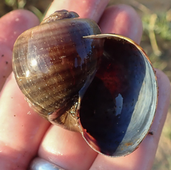 Pila occidentalis