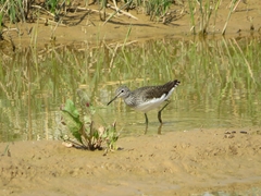 Tringa ochropus