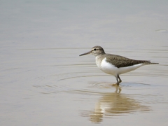 Actitis hypoleucos