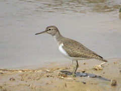 Actitis hypoleucos