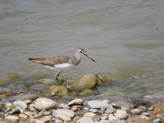 Tringa ochropus