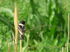 Saxicola maurus