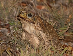 Mesoamerican Cane Toad photo 4