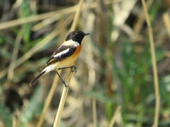 Saxicola maurus