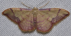Idaea ostrinaria