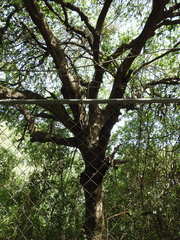Quercus laceyi