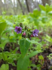 Pulmonaria obscura