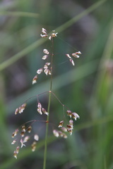 Anthoxanthum nitens