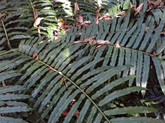 Ptisana salicina