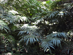 Ptisana salicina