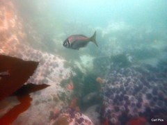 Boopsoidea inornata