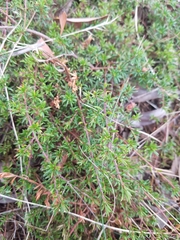 Pultenaea pedunculata