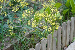 Brassica oleracea gongylodes