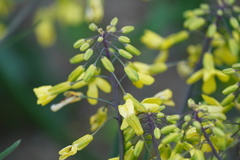 Brassica oleracea gongylodes