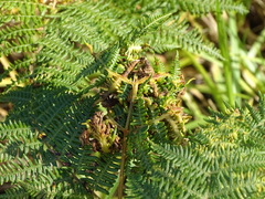 Eriophyes quadrifidus