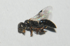 Pemphredonina