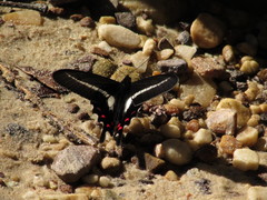 Parides bunichus bunichus