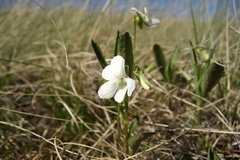 Viola accrescens