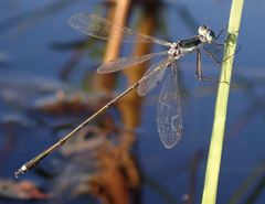 Lestes pinheyi