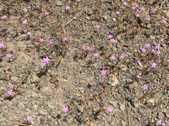 Leptosiphon bolanderi