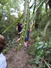 Lepismium cruciforme