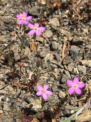 Leptosiphon bolanderi