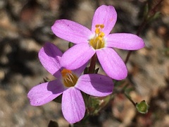 Leptosiphon bolanderi